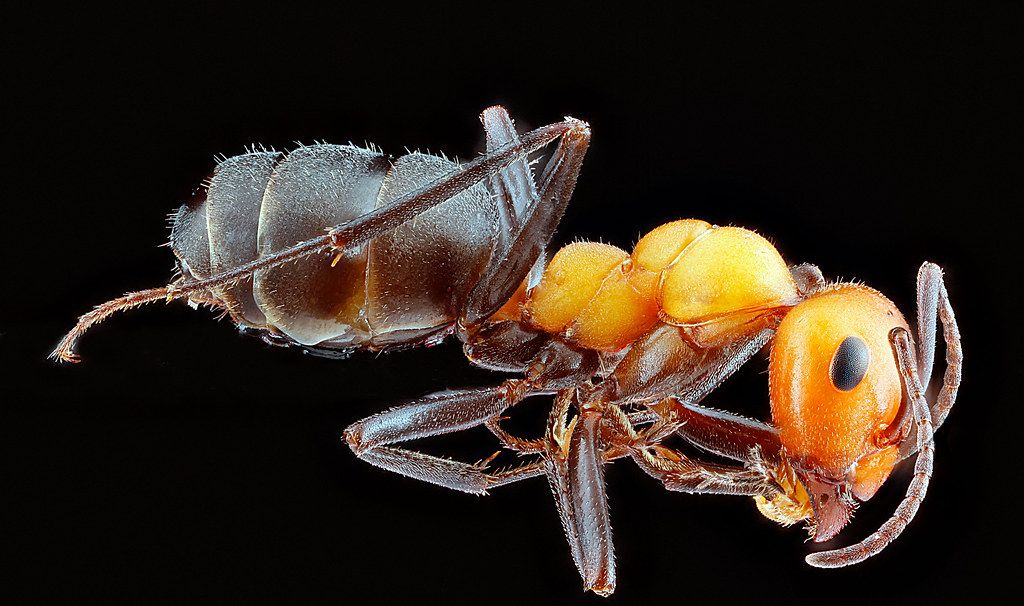 Ant Control service in Pueblo, CO