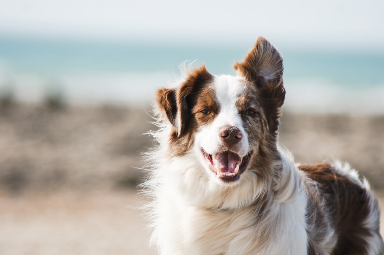 Flea & Tick Control service in Pueblo, CO