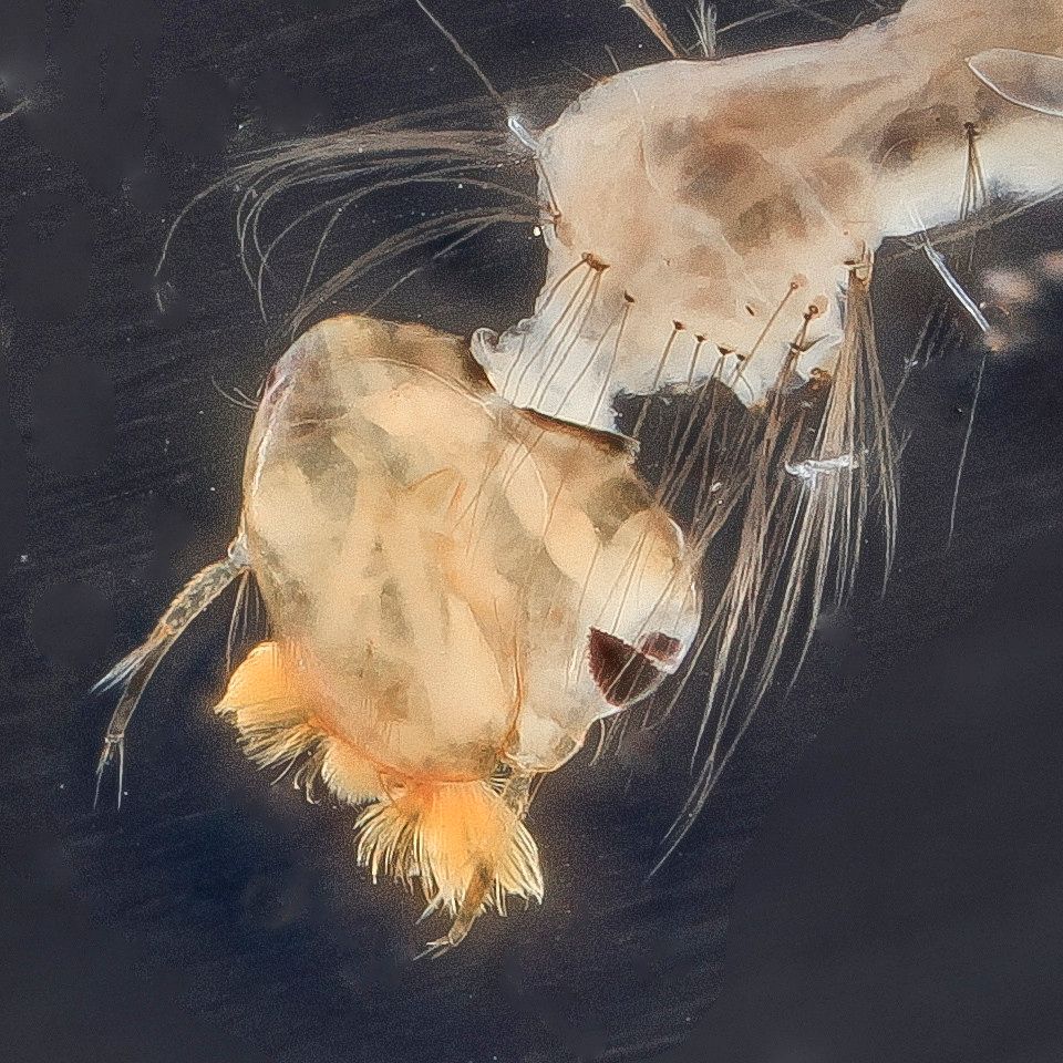 Mosquito Control service in Pueblo, CO