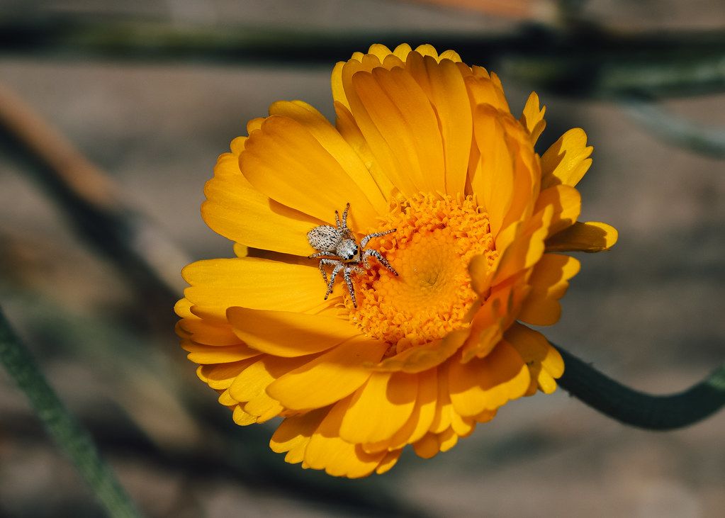 Spider Control service in Pueblo, CO